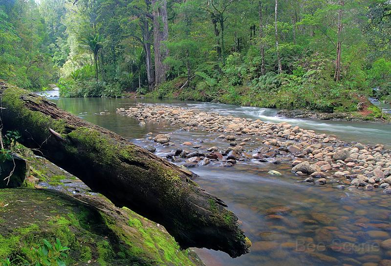 Waipoua1 HDR.jpg - Waipoua River and beaten kauri log